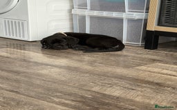 Cane Corso dogs for sale: Cane corso - Image 7