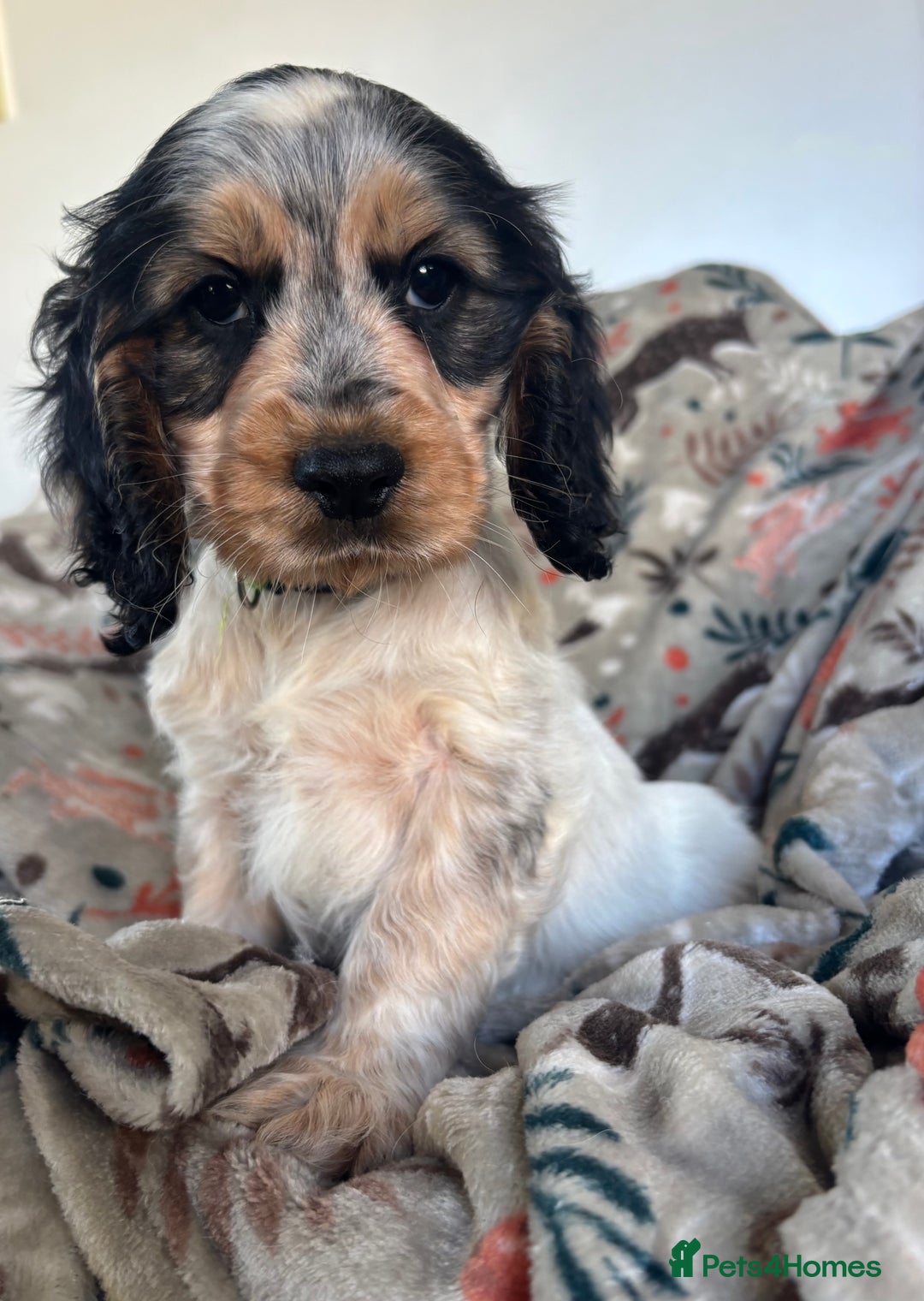 Cocker Spaniel dogs for sale: Show Cocker Spaniel Puppies  - Image 27