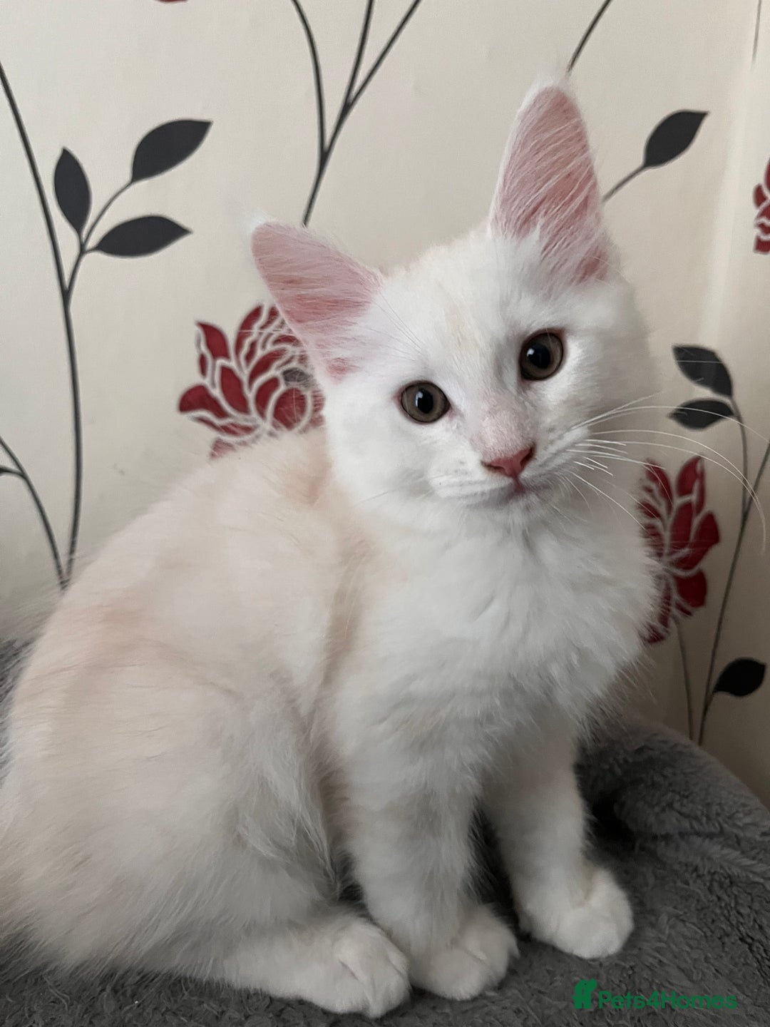 Maine Coon cats for sale: Purebred Maine Coon kitten - Advert 5