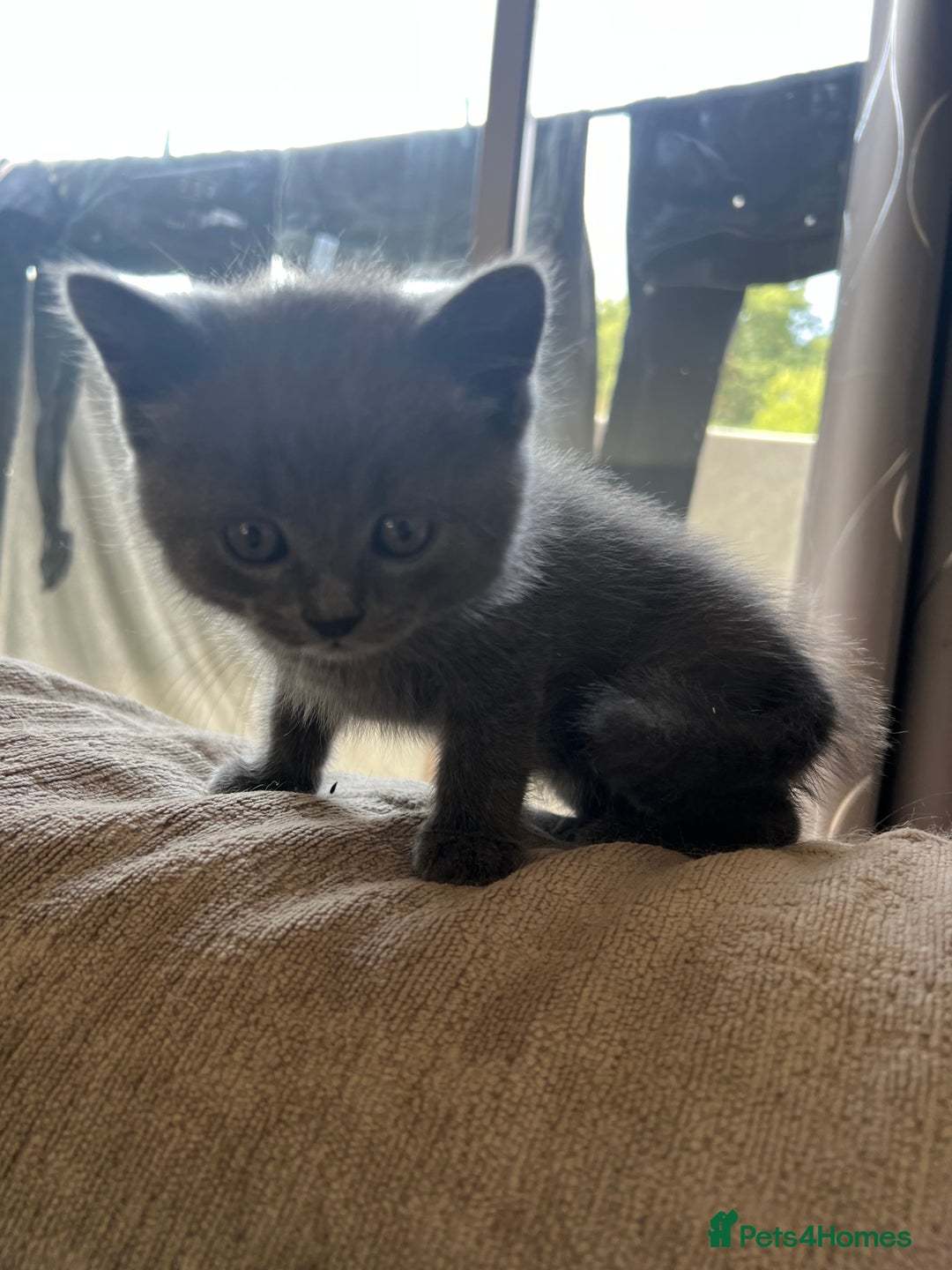 British Shorthair cats for sale: 5 beautiful British shorthair boys  - Image 10