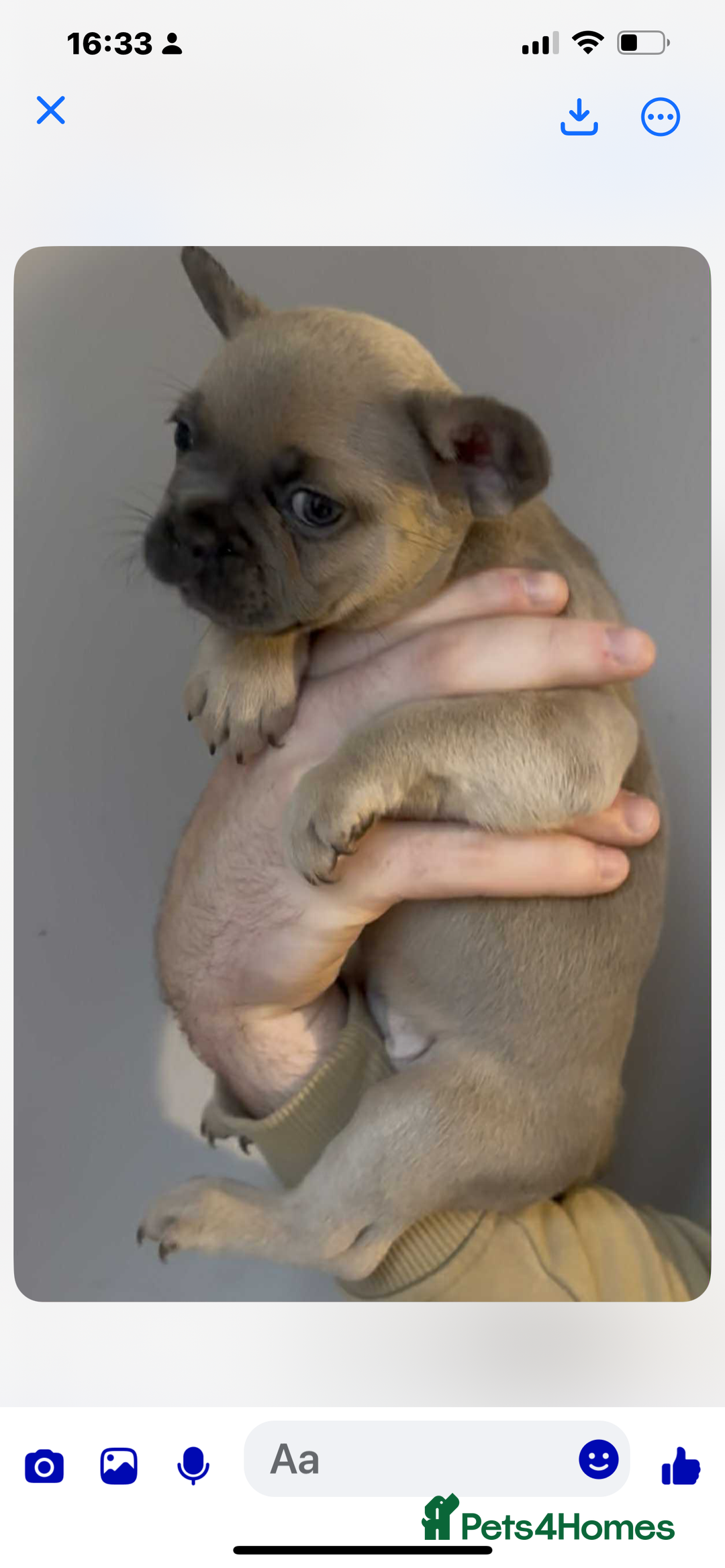 French Bulldog dogs for sale: French Bulldogs Fluffy - Advert 9