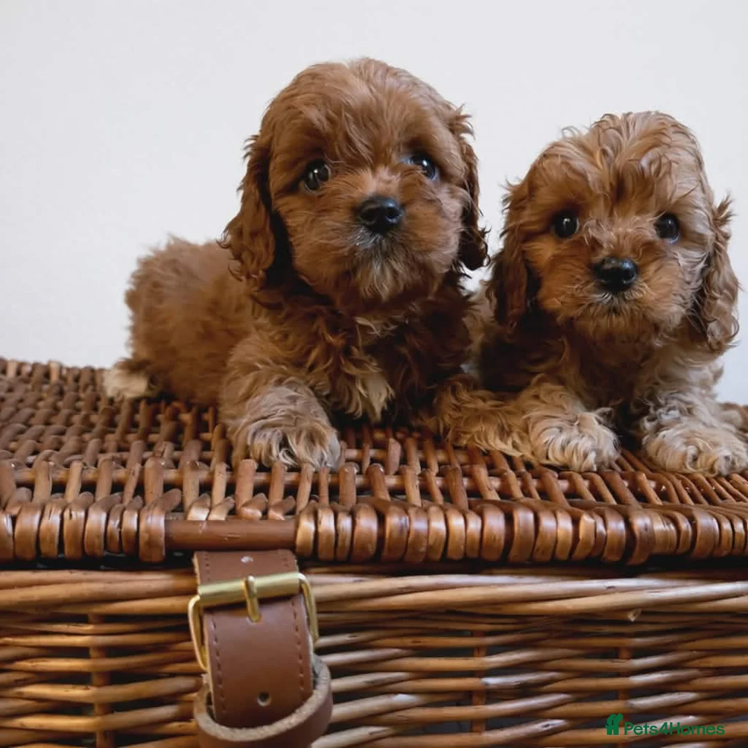 Cavapoo dogs for sale: Beautiful Cavapoo puppies available  - Advert 2