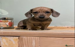 Miniature Dachshund dogs for sale: KC Registered true petite Miniature Dachshunds - Image 7