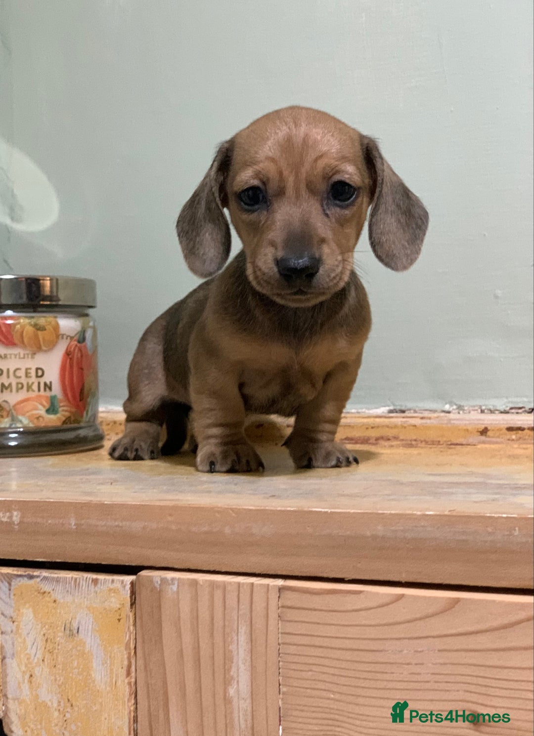 Miniature Dachshund dogs for sale: KC Registered true petite Miniature Dachshunds - Image 7