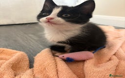 Mixed Breed cats for sale: Black and white female kitten 🐈‍⬛ - Image 4