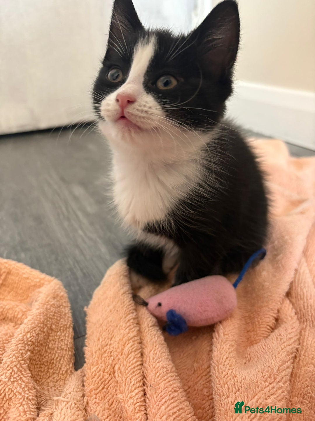 Mixed Breed cats for sale: Black and white female kitten 🐈‍⬛ - Image 4