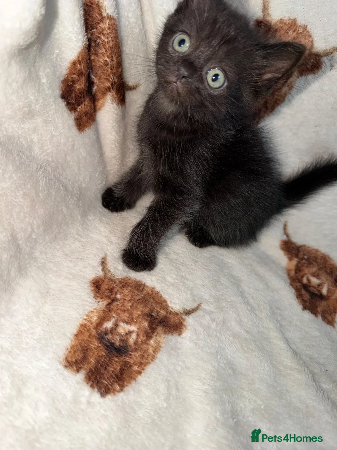 Mixed Breed cats for sale: Persian cross kittens  - Advert 12