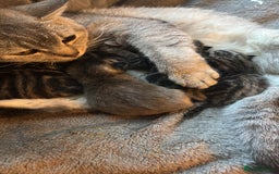 Scottish Fold cats for sale: Scottish straight cross  - Image 8