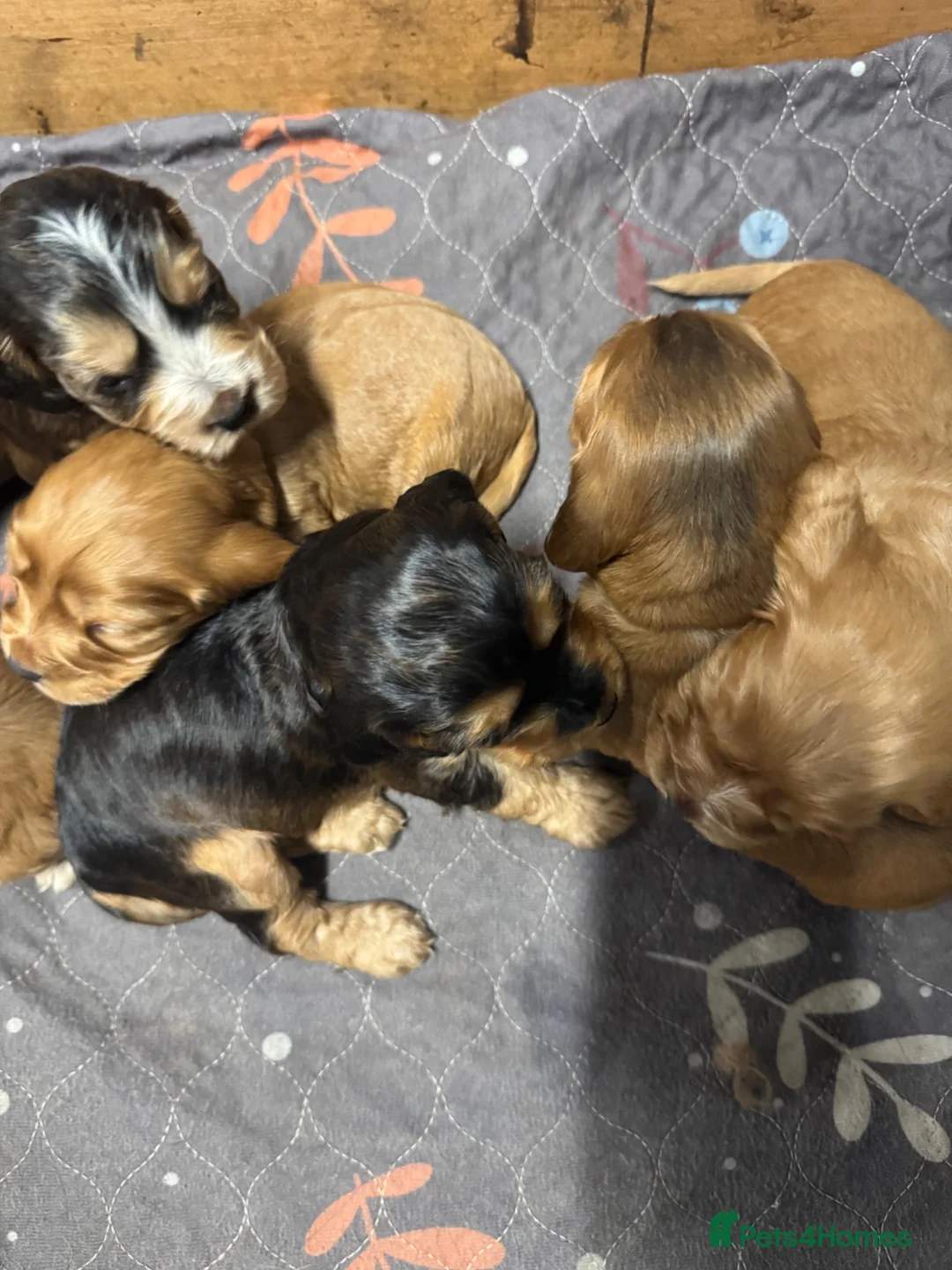 Cocker Spaniel dogs for stud: 🧬 Health Tested Show Type Cocker Spaniel Stud 🧬  - Advert 9