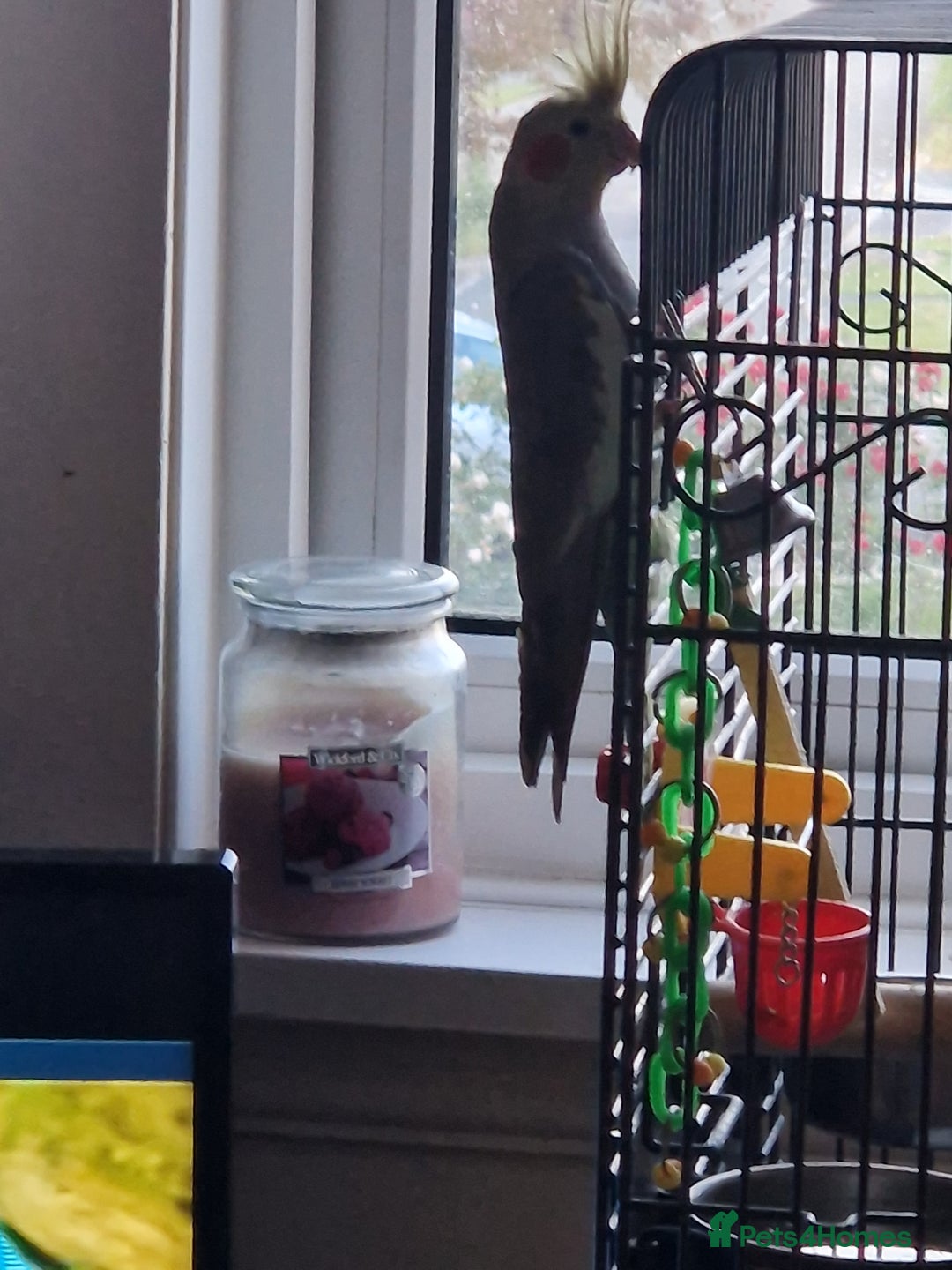 Cockatiels birds for sale: Beautiful cinnamon female cockatiel  - Advert 10