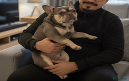 French Bulldog dogs for sale: Rio is looking for his forever home - Advert 1