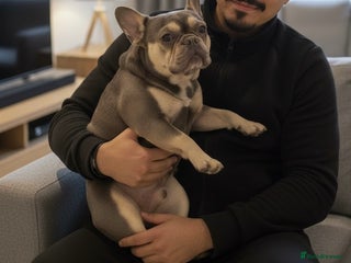French Bulldog dogs Rio is looking for his forever home - Advert 1