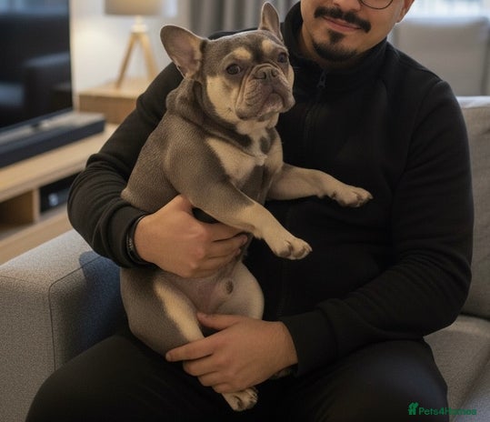 French Bulldog dogs Rio is looking for his forever home - Advert 4