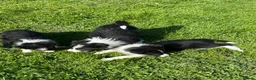 Border Collie dogs for sale: ISDS registered border collie puppies  - Advert 15