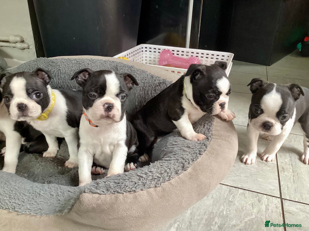 Boston Terrier dogs for sale: 9 BEAUTIFUL BOSTON TERRIER PUPPIES (4 GIRLS LEFT) - Image 14