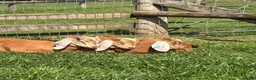 Goats livestock for sale: Trio of Boer/Nubian Kids  - Advert 2