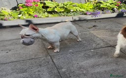 French Bulldog dogs for sale: Such a honest little lady - Image 3