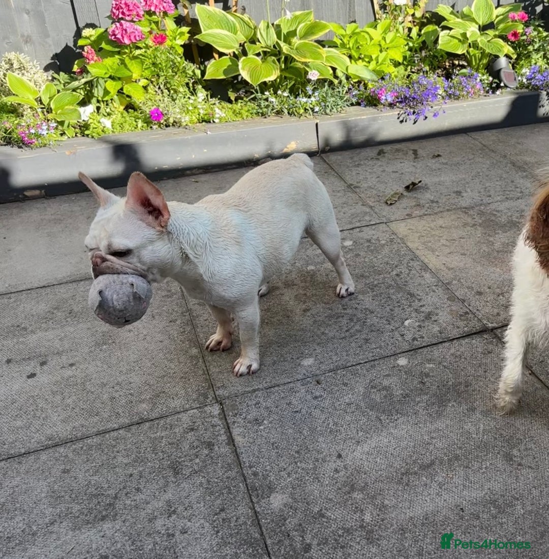 French Bulldog dogs for sale: Such a honest little lady - Image 3