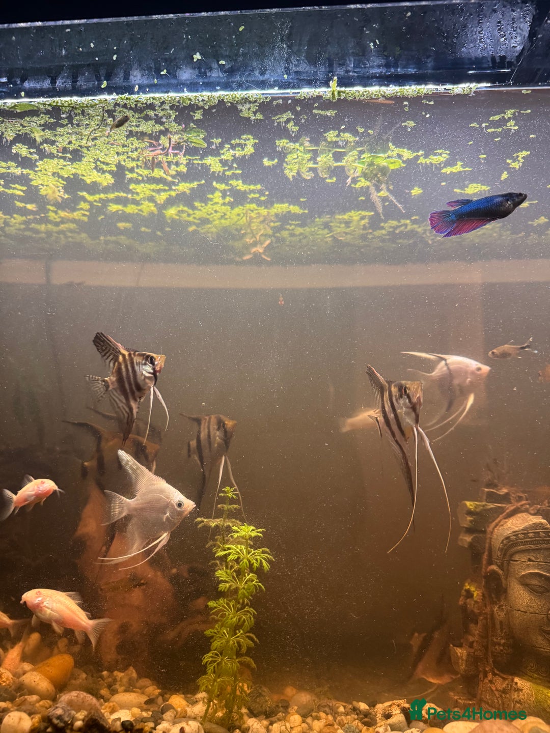 Bettas fish for sale: 8 Angelfish 1 female Betta  - Advert 12