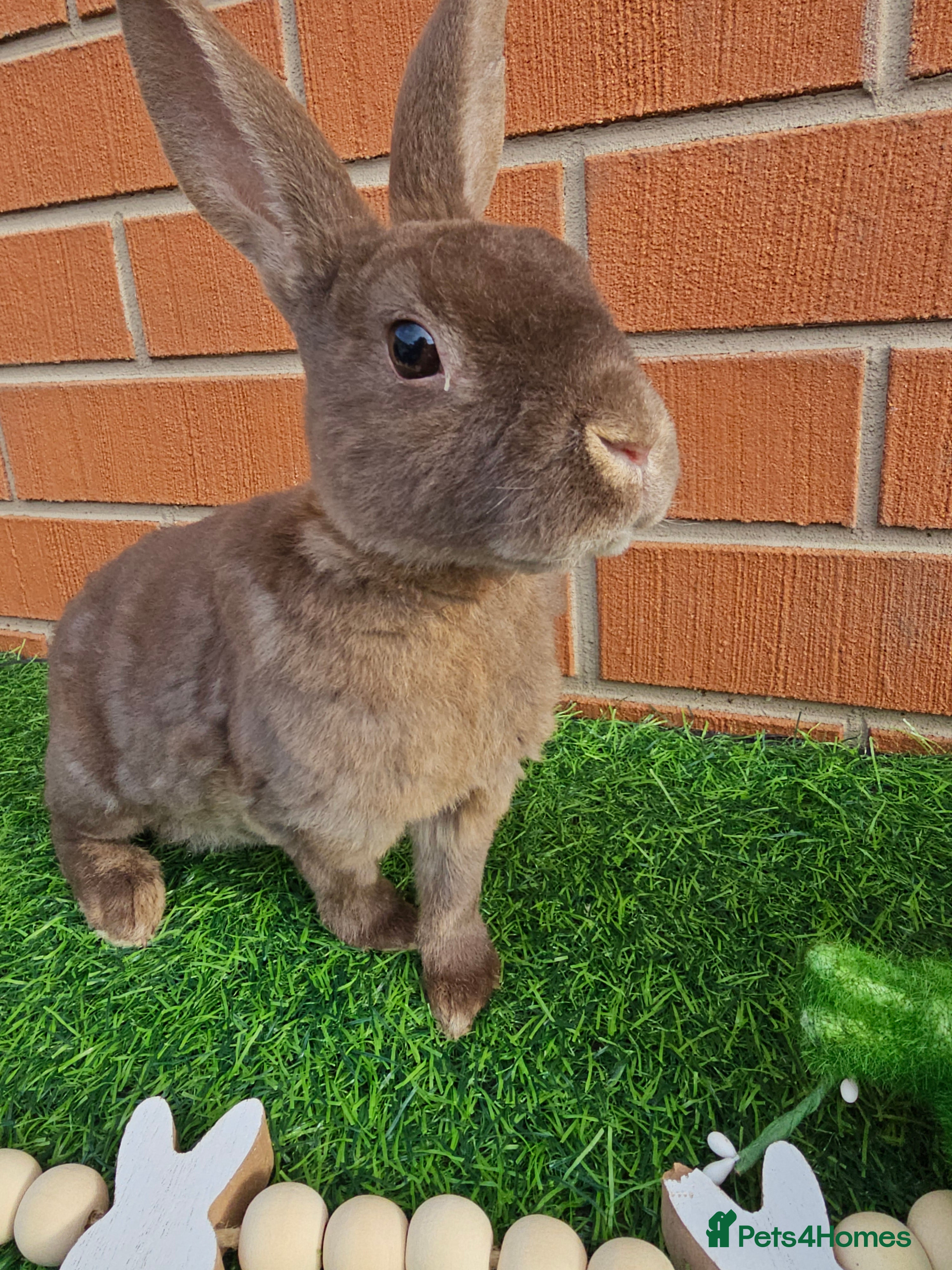 Mini Lop rabbits Mini Rex  - Advert 11