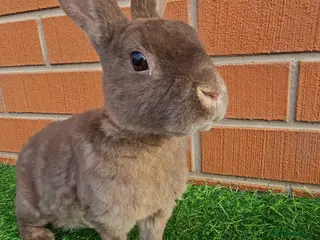 Mini Lop rabbits Mini Rex - Advert 11