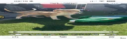 Lurcher dogs for sale: Collie Lurcher  - Advert 5
