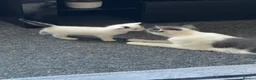 Mixed Breed cats for sale: Beautiful Kittens  - Advert 6