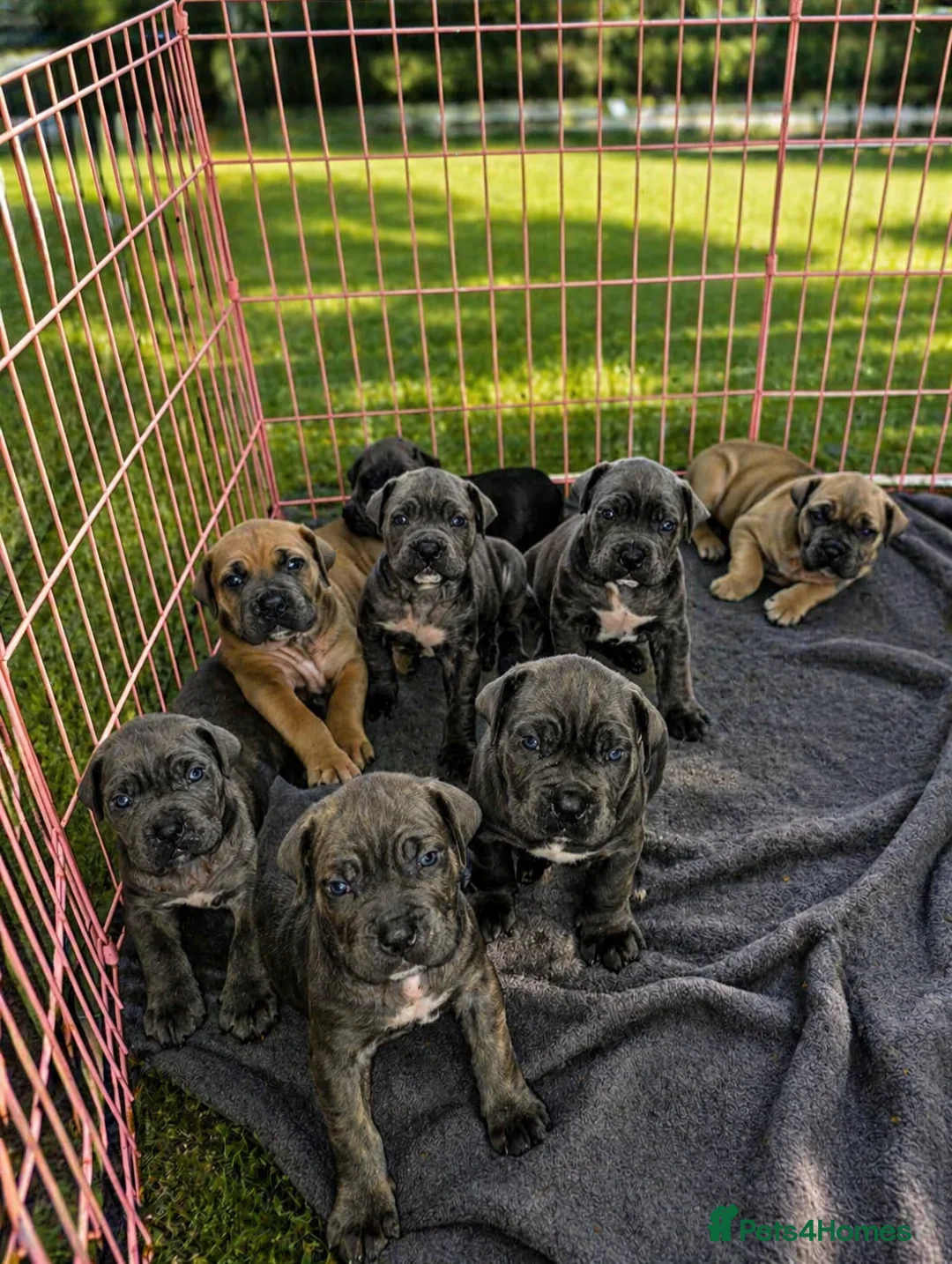 Cane Corso dogs for sale: Exceptional Cane Corso Puppies – Elite Bloodlines in Nottingham - Advert 1