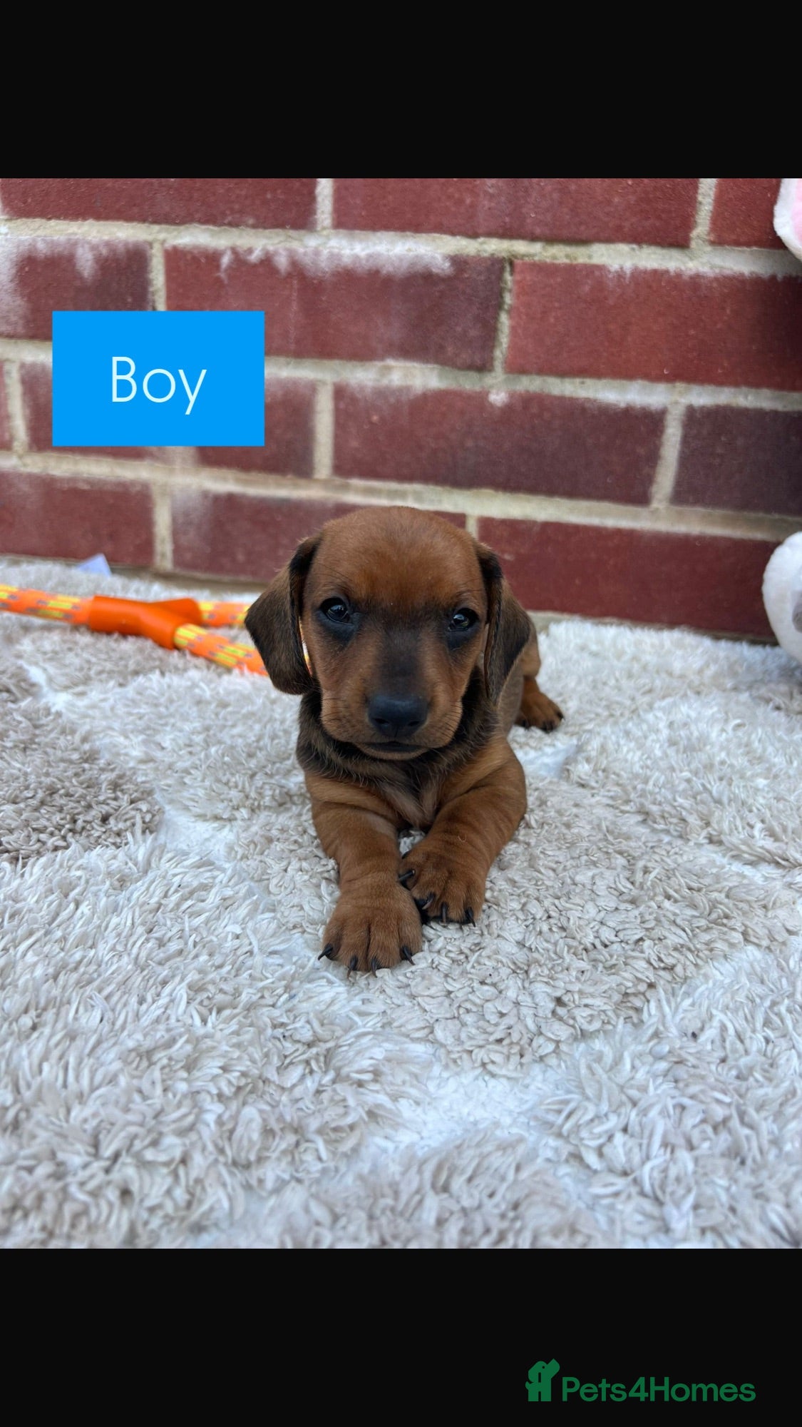 Dachshund dogs 5 gorgeous miniature dachshund puppy’s🐶 - Advert 2