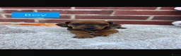 Dachshund dogs for sale: 5 gorgeous miniature dachshund puppy’s🐶 in Cullompton - Advert 15