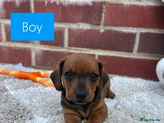 Dachshund dogs 5 gorgeous miniature dachshund puppy’s🐶 - Advert 2
