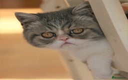 Exotic cats for sale: 2 Exotic male pedigree kittens - Image 10