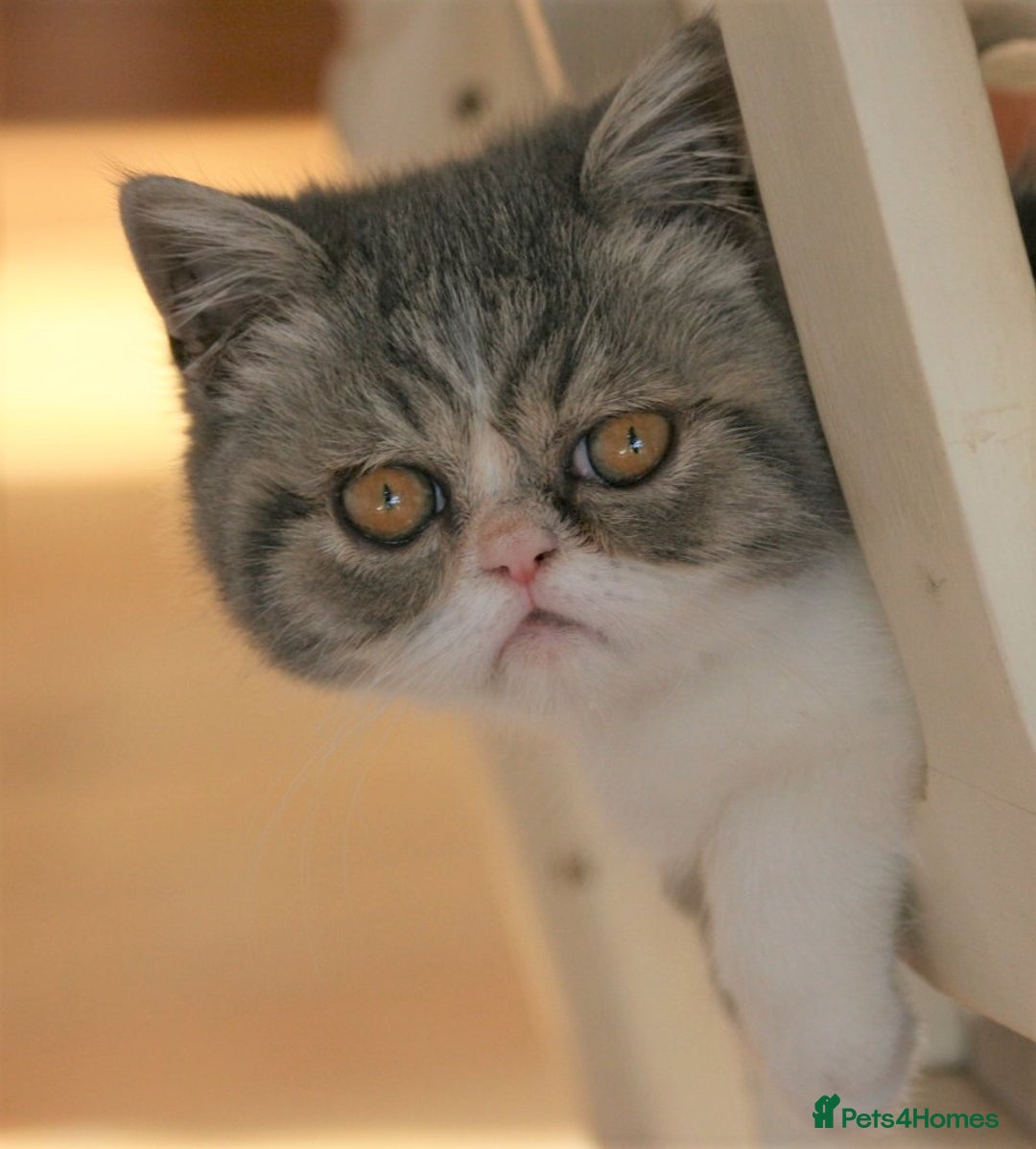 Exotic cats for sale: 2 Exotic male pedigree kittens - Image 10