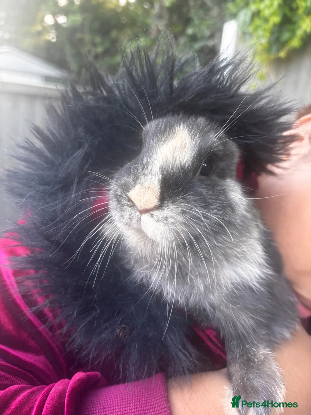Mixed Breed rabbits for sale: Baby rabbits for sale in Sittingbourne - Advert 1