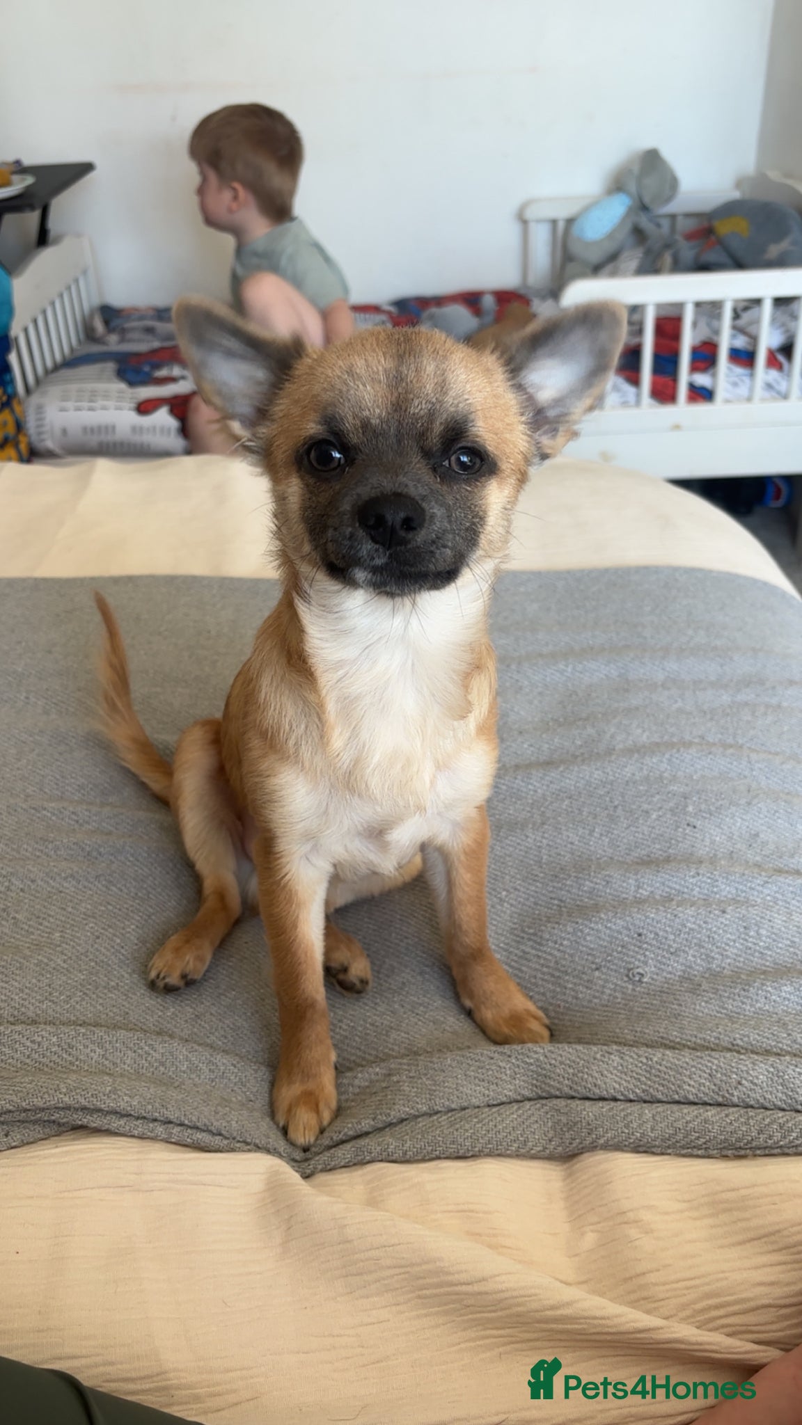 Chihuahua dogs Male chihuahua pup - Advert 10