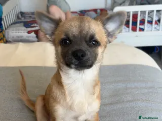 Chihuahua dogs Male chihuahua pup - Advert 10