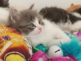 Ragdoll cats Beautiful cross Ragdoll/Persian 😻😻😻😻 - Advert 9