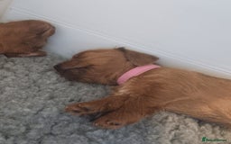Mixed Breed dogs for sale: Beautiful schweenie babies - Image 14