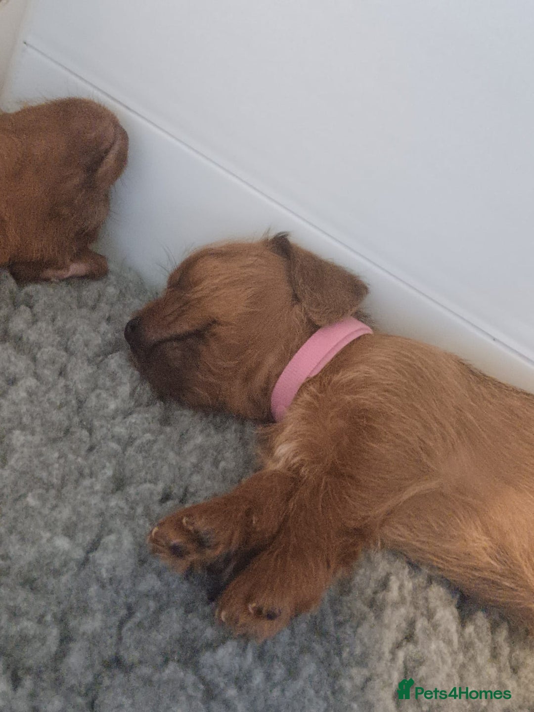 Mixed Breed dogs for sale: Beautiful schweenie babies - Image 14
