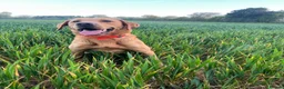 Labrador Retriever dogs for stud: UNO 2yr old fox red lab ready to stud  in Andover - Advert 3
