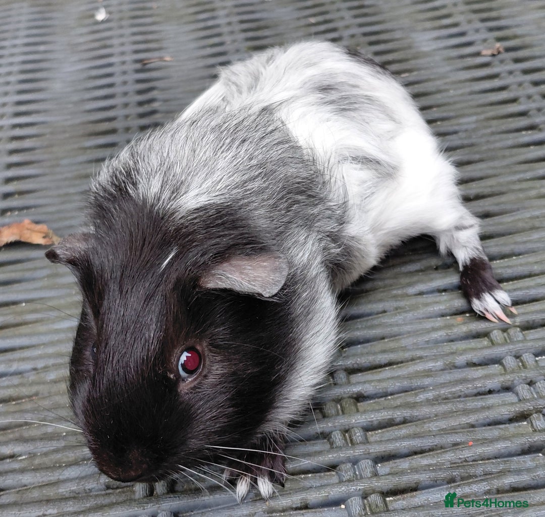 Guinea Pig rodents for sale: 3 male baby piggies for sale - Advert 13