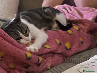 Mixed Breed cats Luna needs a new home - Advert 3