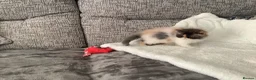 Persian cats for sale: Pure Persian Kitten - Advert 6