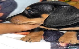 Miniature Dachshund dogs for sale: Last 3 beautiful mini dachshunds - Image 7