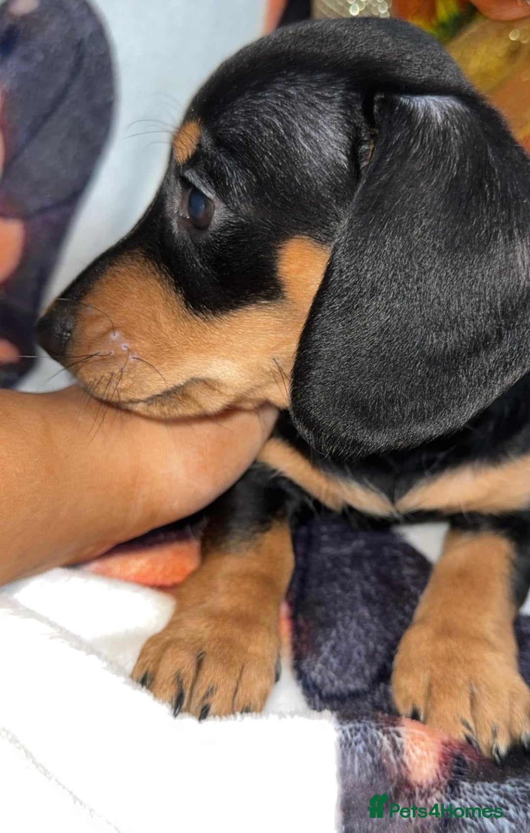 Miniature Dachshund dogs for sale: Last 3 beautiful mini dachshunds - Image 7