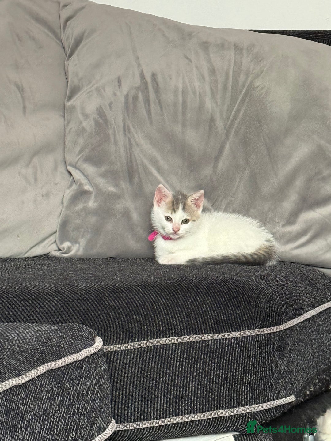 British Shorthair cats for sale: Beautiful BSH 2 male 1 female  - Image 22