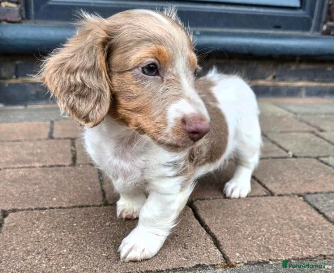 Miniature Dachshund dogs Isabella and Tan Piebald Long Hair Female - Advert 17