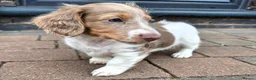 Miniature Dachshund dogs for sale: Isabella and Tan Piebald Long Hair Female - Advert 4