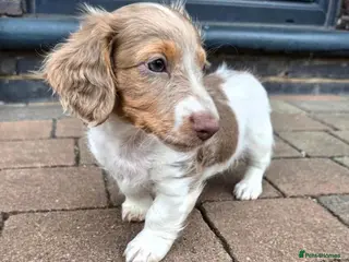 Miniature Dachshund dogs Isabella and Tan Piebald Long Hair Female - Advert 1