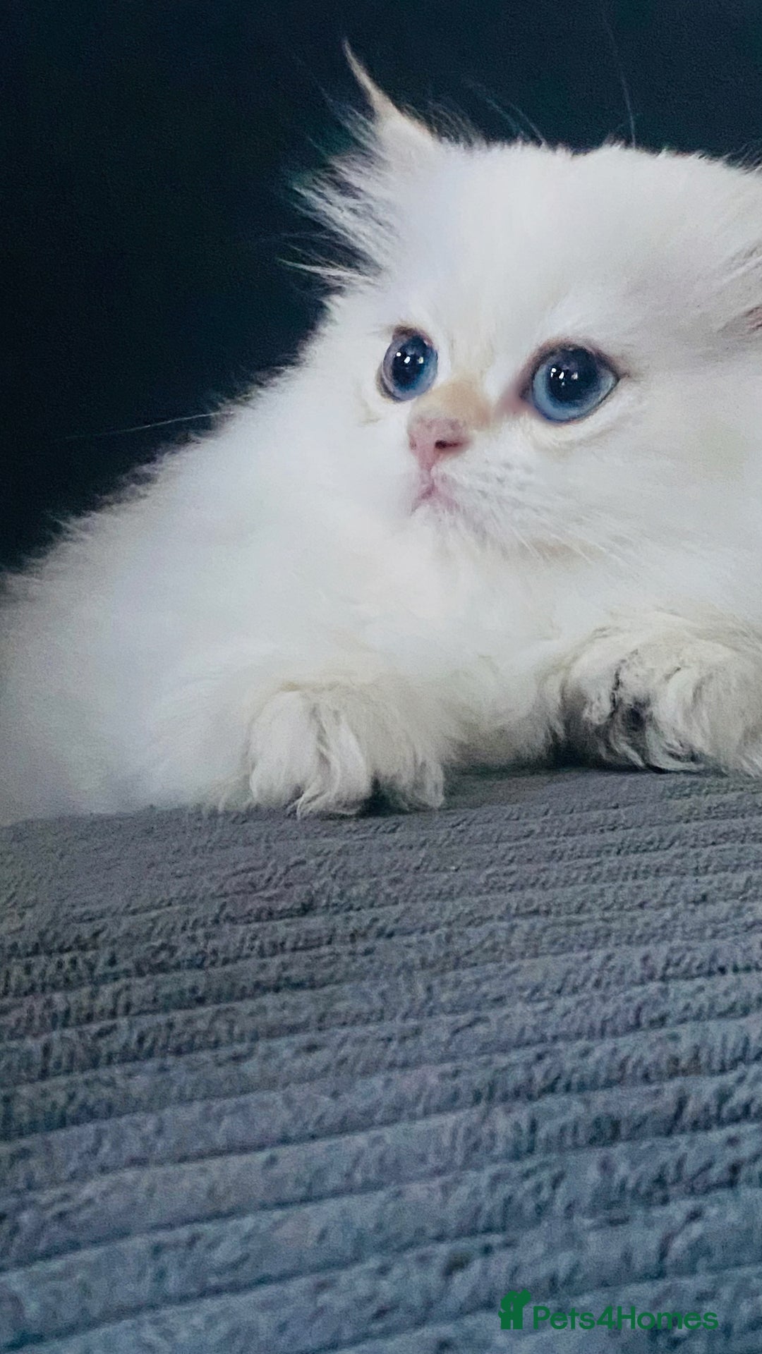 British Longhair cats for sale: ‼️🐾😍Colourpoint purebred BLH😻1 Left 🐱 - Advert 33